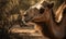 close up photo of camel on natural African sertting background. Generative AI