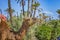 Close up photo of camel in a Palmeraie near Marrakesh, Morocco. The sahara desert is situated in Africa. Dromedar is staying in