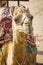 close - up photo of a camel, selective focus