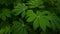 Close up photo of cassava plant leaves, manihot esculenta or yuca plant