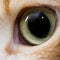 Close-up photo of cat eye. Cute domestic cat