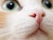 Close-up photo of cat nose. Cute domestic cat