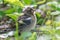 Close-up photo of chaffinch chick sitting among green grass