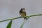 Close up photo of a chick barn swallow sits on a branch