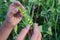 Close up photo of the child`s hands opening pea pods with ready-to-eat peas inside. Summer in grandma`s garden.