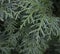 A close-up photo of the Chinese thuja leaves, whose Latin name is thuja sutchuenensis. Close up