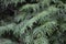 A close-up photo of the Chinese thuja leaves, whose Latin name is thuja sutchuenensis. Close up