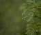 A close-up photo of the Chinese thuja leaves, whose Latin name is thuja sutchuenensis. Close up