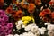 Close up photo chrysanthemum flowers