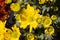 Close up photo chrysanthemum flowers