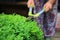 Close up photo of clipped boxwood bush, green leaves bush texture, blurred natural green background. Topiary in the home garden