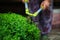 Close up photo of clipped boxwood bush, green leaves bush texture, blurred natural green background. Topiary in the home garden