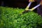 Close up photo of clipped boxwood bush, green leaves bush texture, blurred natural green background. Topiary in the home garden