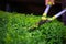 Close up photo of clipped boxwood bush, green leaves bush texture, blurred natural green background. Topiary in the home garden