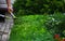 Close up photo of clipped boxwood bush, green leaves bush texture, blurred natural green background. Topiary in the home garden