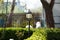 Close up photo of clipped boxwood bush, green leaves bush texture, blurred natural green background. Topiary in the home garden