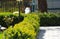 Close up photo of clipped boxwood bush, green leaves bush texture, blurred natural green background. Topiary in the home garden