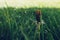 Close-up photo of a closed dandelion bud on green grass blurry background. Morning dew freshness. Waking up fresh start concept