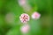 Close-up photo of the clover flower head on a greend