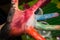 Close-up photo of a colored child hand