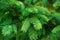 Close-up photo of colorful green branches of spruce