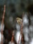 Close-up photo of colorful yellow Siskin