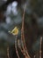 Close-up photo of colorful yellow Siskin