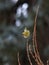 Close-up photo of colorful yellow Siskin