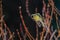 Close-up photo of colorful yellow Siskin in a very dynamic pose