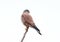 Close up photo of common kestrel isolated on white background.