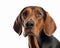 close up photo of coonhound isolated on white background. Generative AI