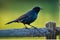 Close-Up Photo of a Cowbird Perched on a Weathered Fence Post, Intricate Feather Textures in Sharp Focus