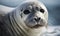 close up photo of crabeater seal in its natural habitat. Generative AI