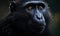 close up photo of crested black macaque in its natural habitat. Generative AI