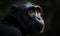 close up photo of crested black macaque in its natural habitat. Generative AI