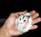Close up photo of cute possum sugar glider, very obedient to its owner, jumping in the owner& x27;s hand