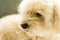 Close up photo of cute toy poodle