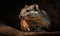 close up photo of dassie rat on dark blurry background. Generative AI