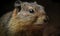 close up photo of dassie rat on dark blurry background. Generative AI