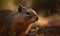 close up photo of dassie rat in its natural habitat. Generative AI