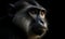 close up photo of diana monkey on black background. Generative AI