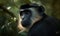 close up photo of diana monkey on blurry bokeh forest background. Generative AI