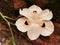 Close up photo of dietes bicolor flower