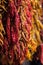 Close up photo of different kinds of dried chili peppers braided and hanged at farmer market