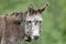 Close-up photo of a domestic donkey