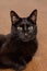 Close up photo of domestic shorthaired black cat wide eyed long whiskers