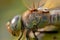 Close up photo of a dragonfly`s chest, Tau emerald, Dragonflies, graceful predatory insects