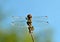 Close up photo of a dragonfly wing, Tau emerald, Dragonflies, graceful predatory insects