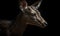 close up photo of duiker know as forest-dwelling antelope on black background. Generative AI
