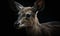 close up photo of duiker know as forest-dwelling antelope on black background. Generative AI
